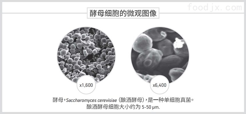 啤酒酵母的微觀世界